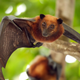 Illustration for article titled Creepy SARS-ish Virus Might Be Originating in Bats